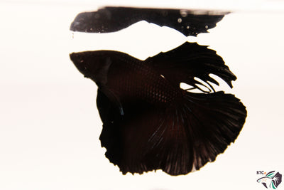 Trapper - Black Orchid Halfmoon - Male