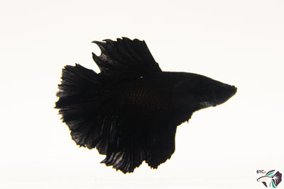 Teddy - Black Orchid Halfmoon - Male