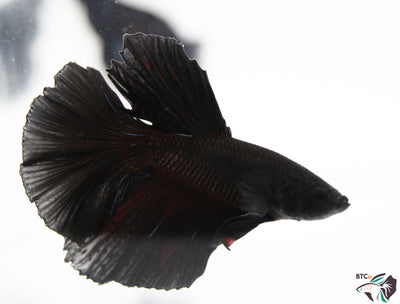 Stitch - Black Orchid Halfmoon - Male