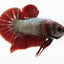Lance - Giant Betta Male - Red Dragon - 2.8"