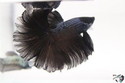 Tito - Black Orchid Halfmoon - Male