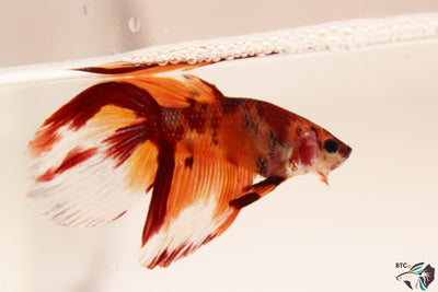 Zeus - Nemo Koi Veiltail Betta - Male