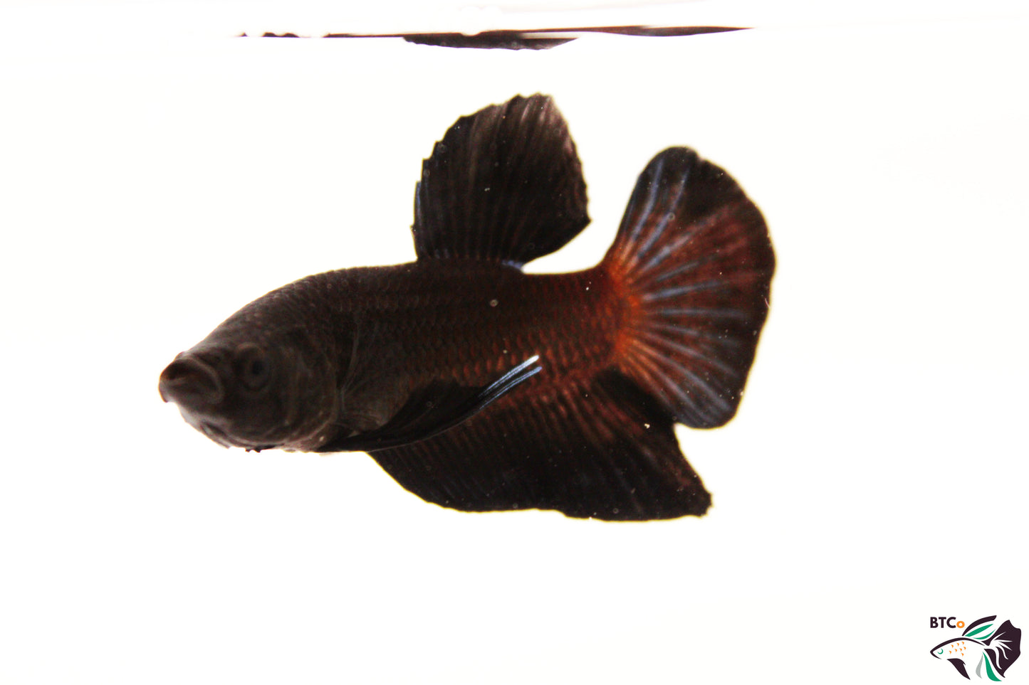 River - Super Black - Male