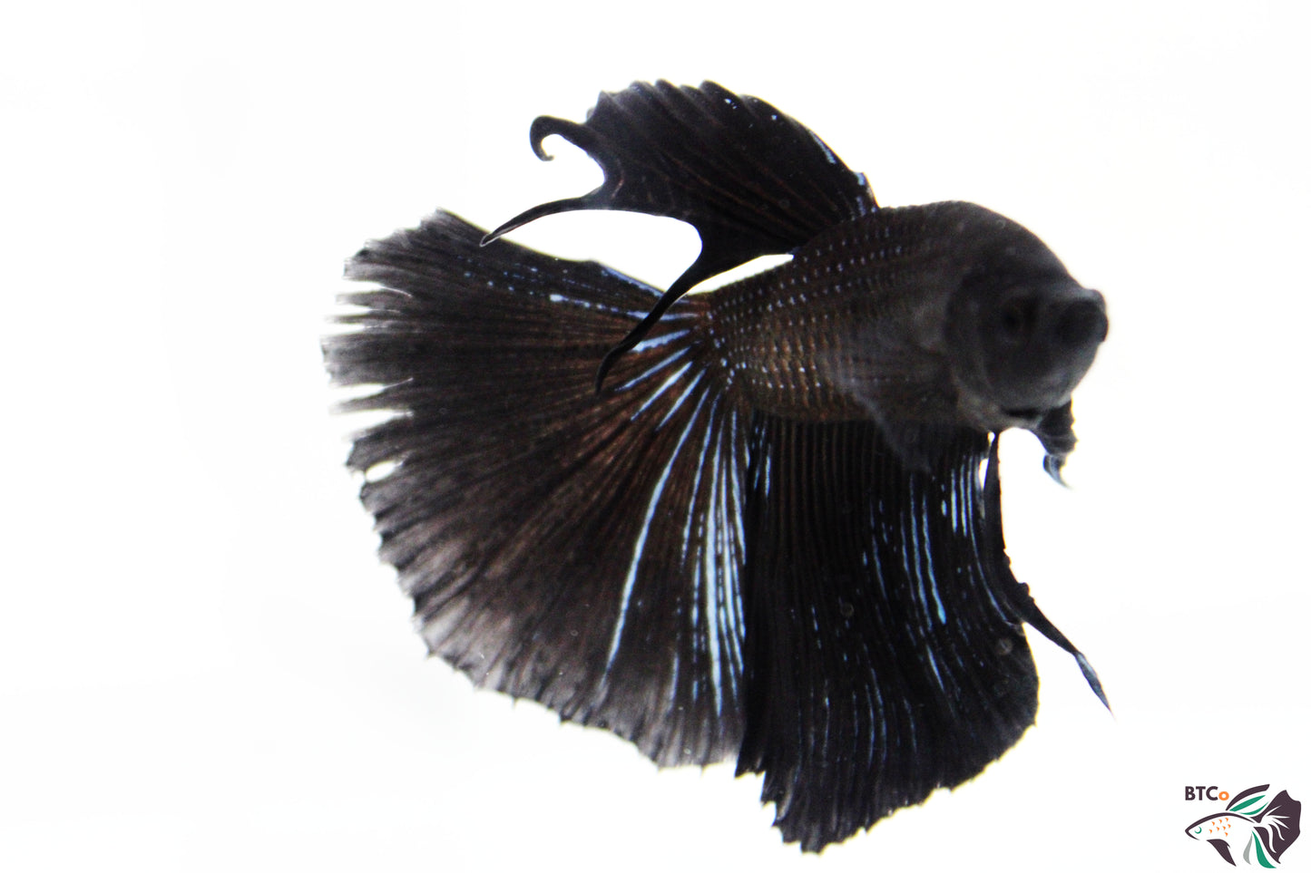 Tango - Black Orchid Halfmoon - Male