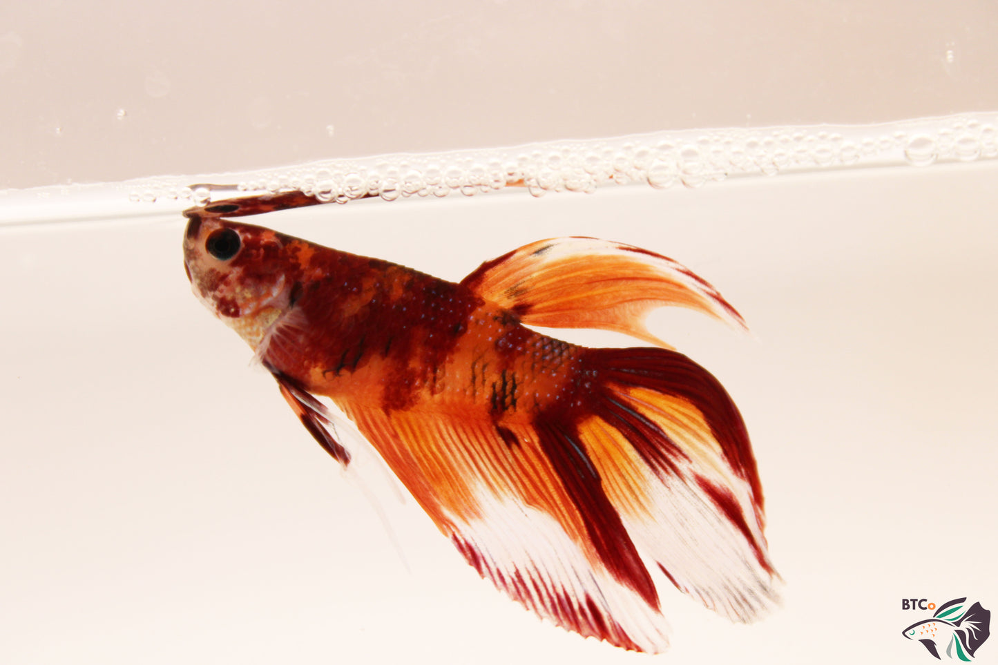 Zeus - Nemo Koi Veiltail Betta - Male