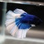 Eli- Halfmoon - Blue Butterfly