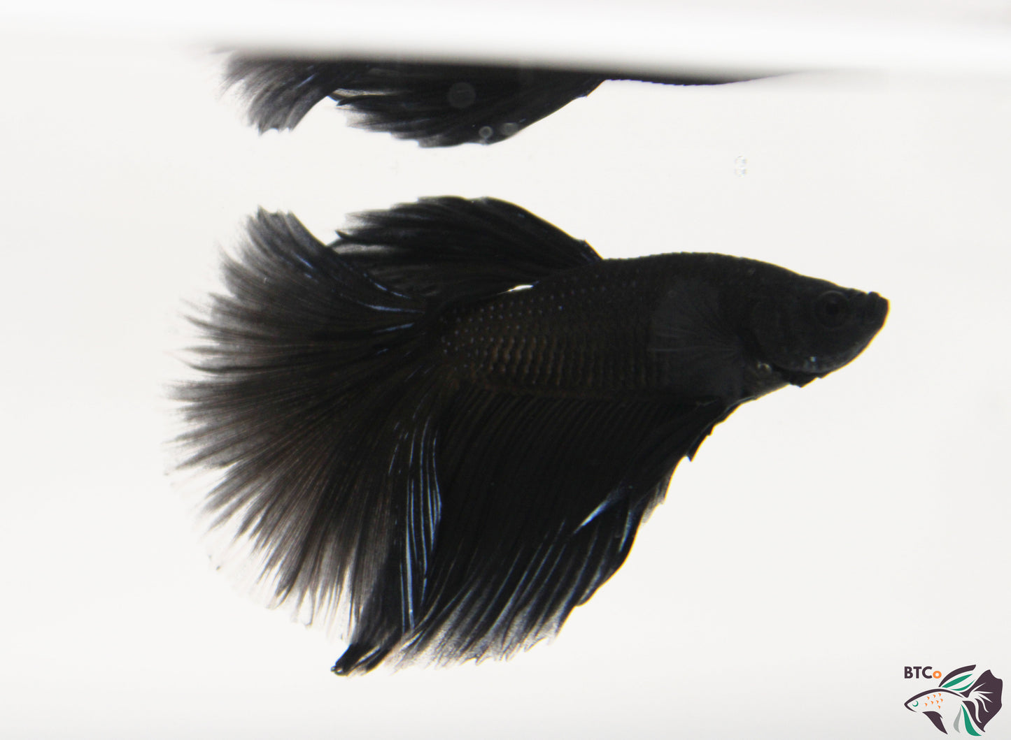 Sparky - Black Orchid Halfmoon - Male