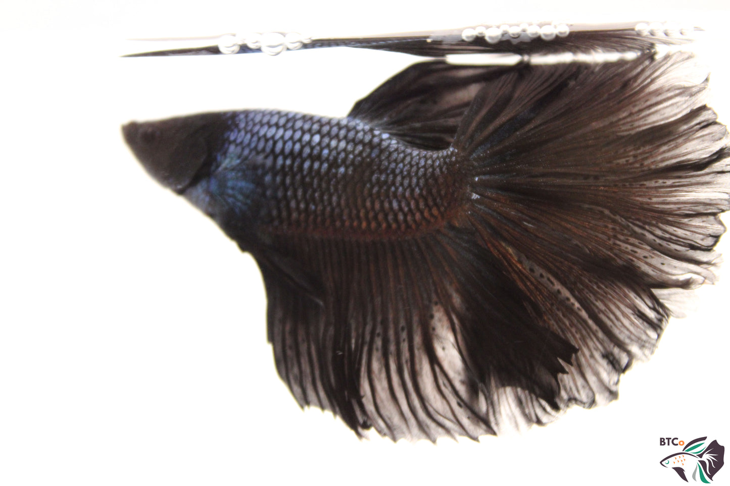 Tito - Black Orchid Halfmoon - Male