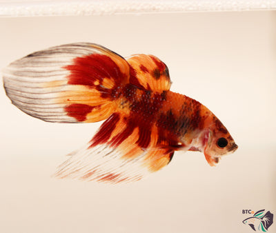 Yuki - Nemo Koi Veiltail Betta - Male