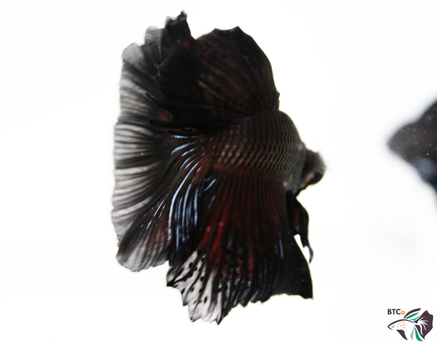 Stitch - Black Orchid Halfmoon - Male