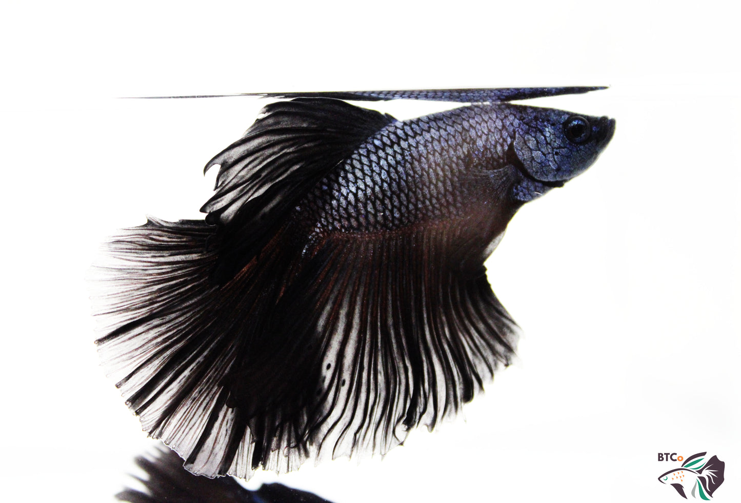 Sunny - Black Orchid Halfmoon - Male