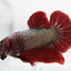 Lance - Giant Betta Male - Red Dragon - 2.8"