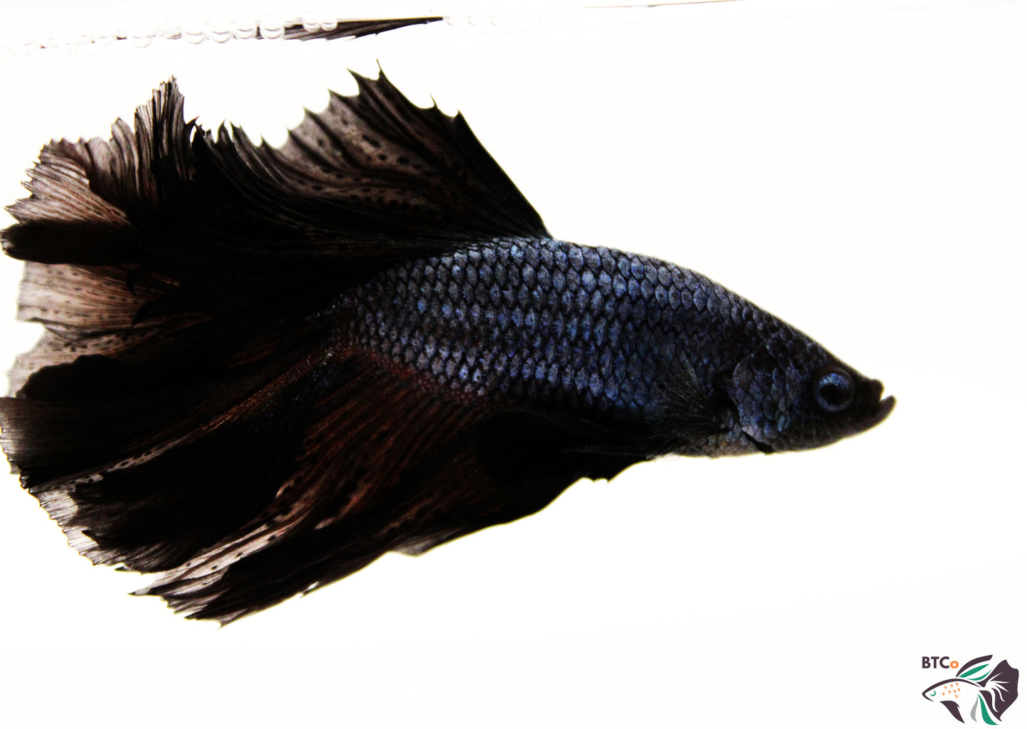 Trooper - Black Orchid Halfmoon - Male