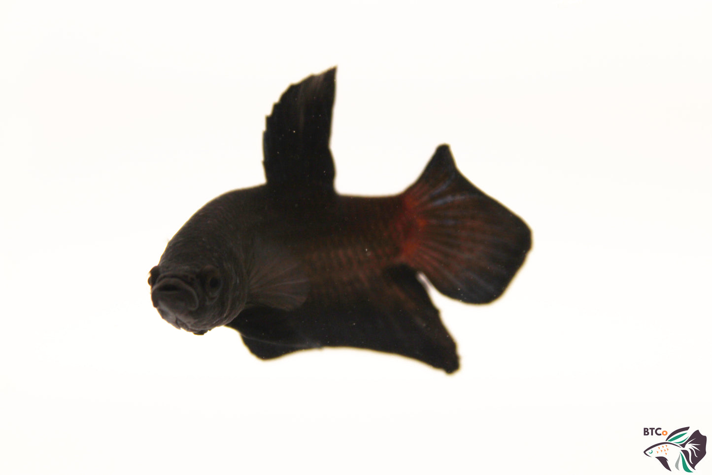 River - Super Black - Male