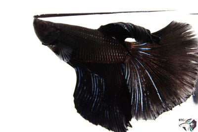 Tango - Black Orchid Halfmoon - Male