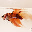 Ziggy - Nemo Koi Veiltail Betta - Male