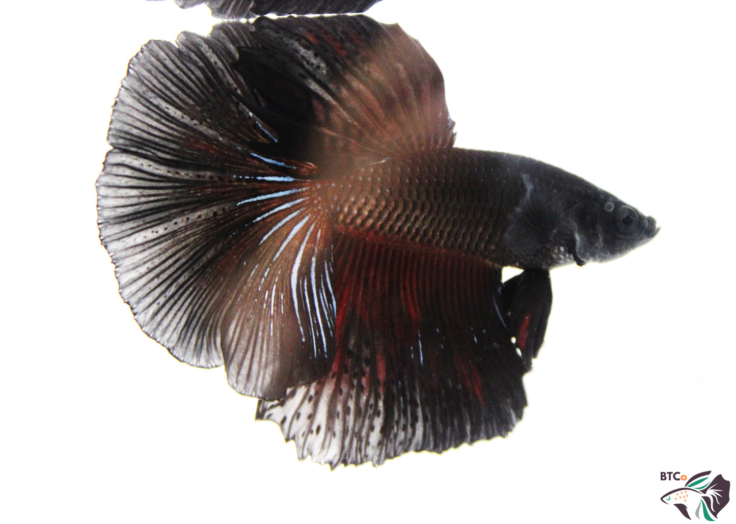 Stitch - Black Orchid Halfmoon - Male