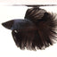 Tito - Black Orchid Halfmoon - Male