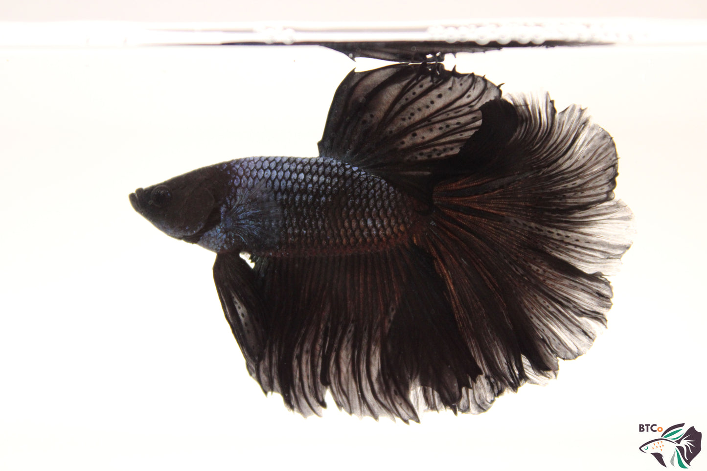 Tito - Black Orchid Halfmoon - Male