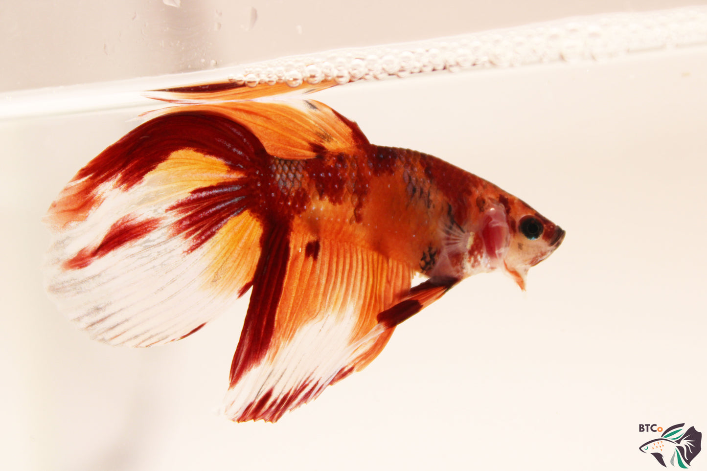 Zeus - Nemo Koi Veiltail Betta - Male