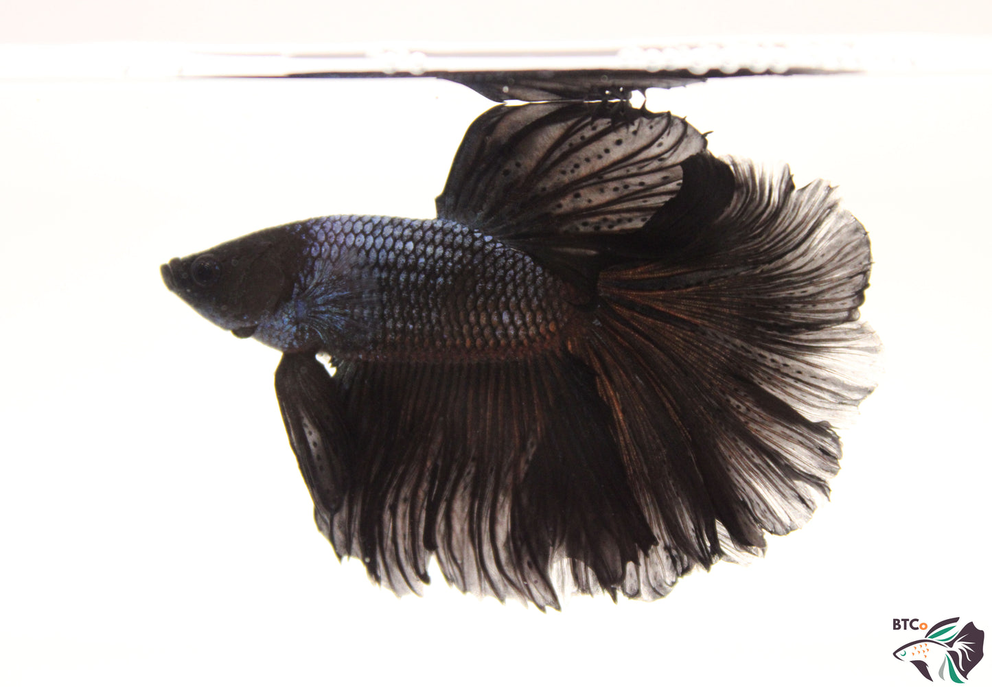 Tito - Black Orchid Halfmoon - Male