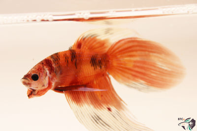 Xander - Nemo Koi Veiltail Betta - Male