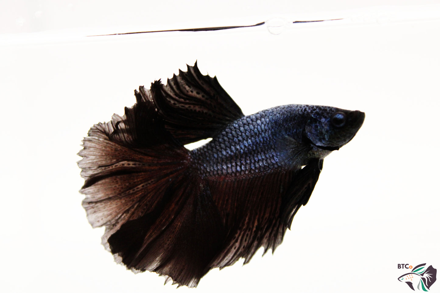 Trooper - Black Orchid Halfmoon - Male