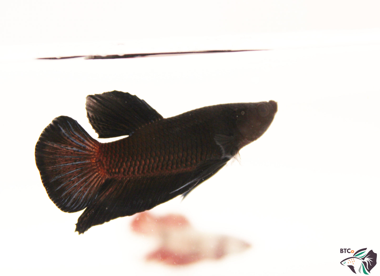 River - Super Black - Male