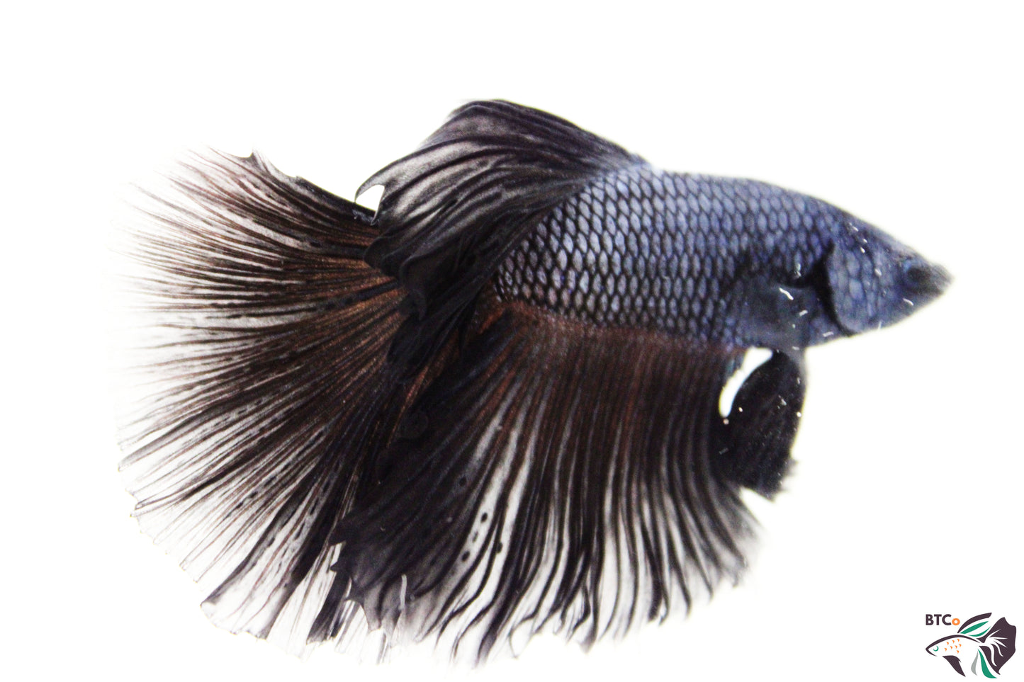 Sunny - Black Orchid Halfmoon - Male