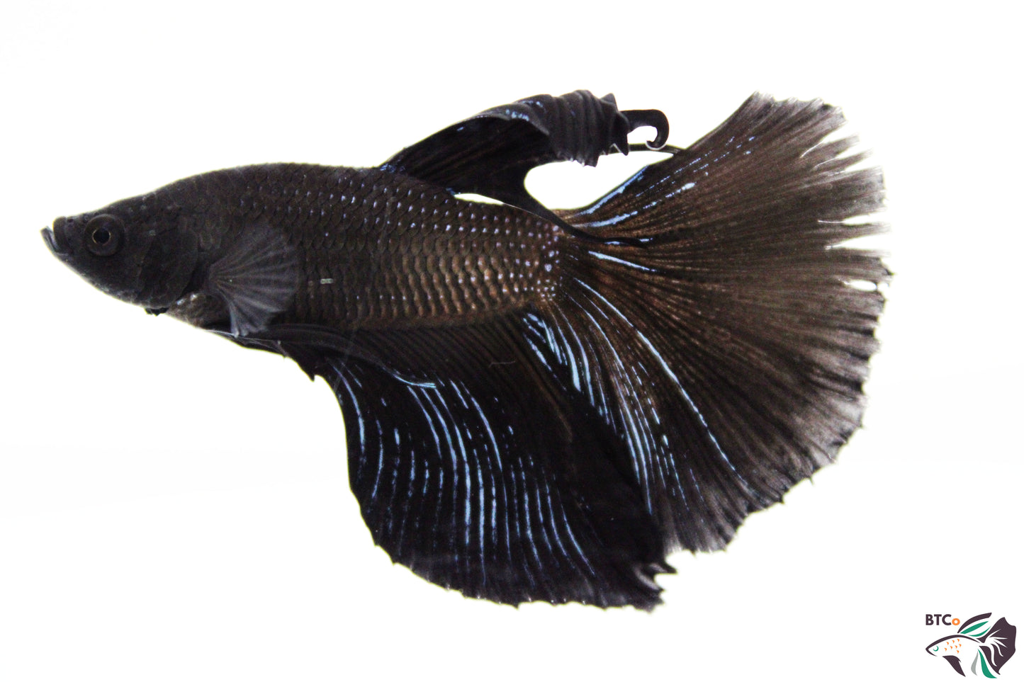 Tango - Black Orchid Halfmoon - Male