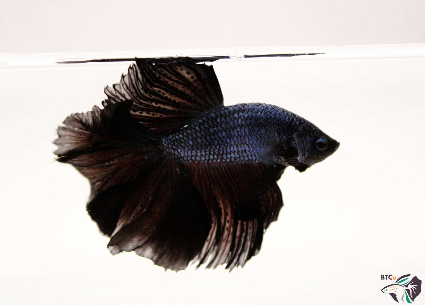 Trooper - Black Orchid Halfmoon - Male