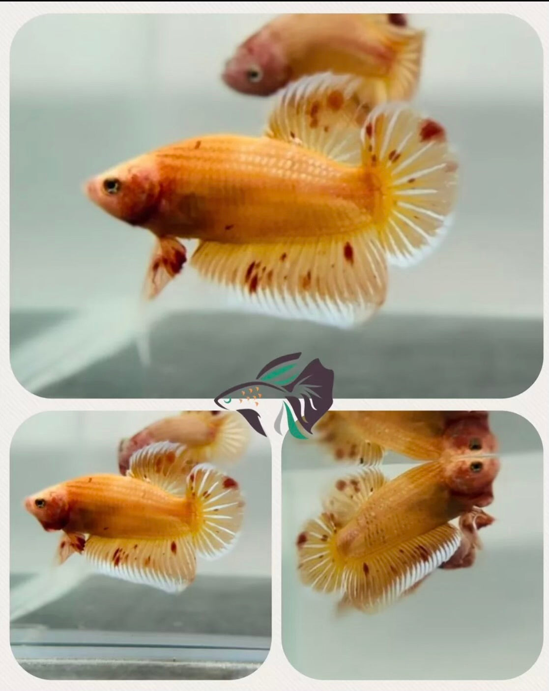 Vanda Color Betta Blaze - Vanda Plakat - Male – Betta Trading Company