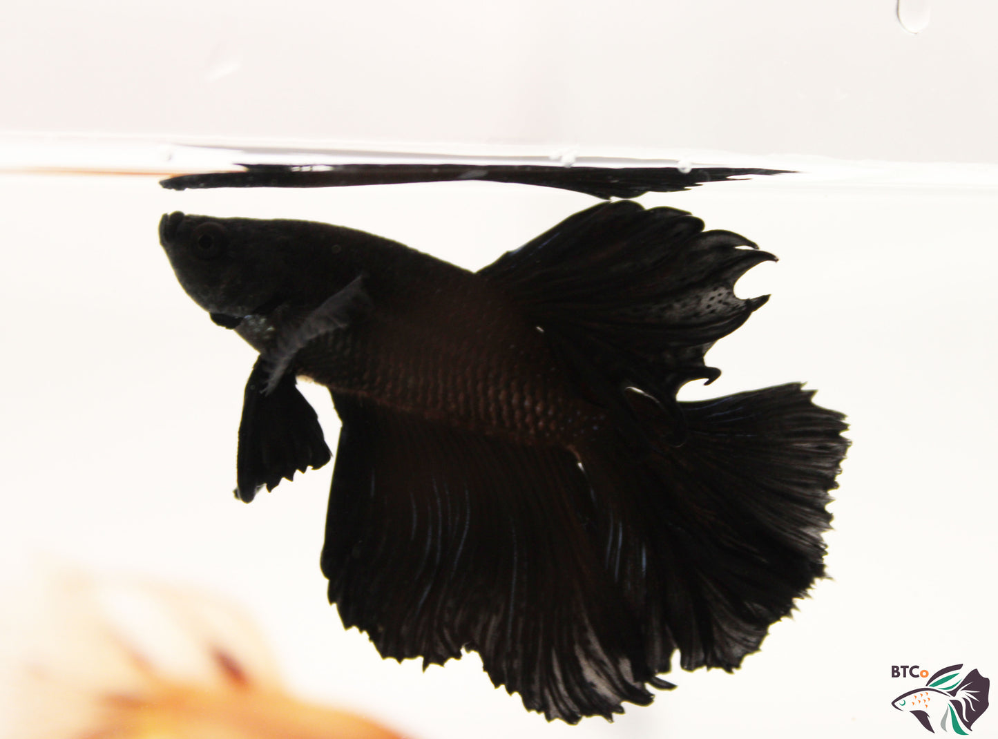 Teddy - Black Orchid Halfmoon - Male