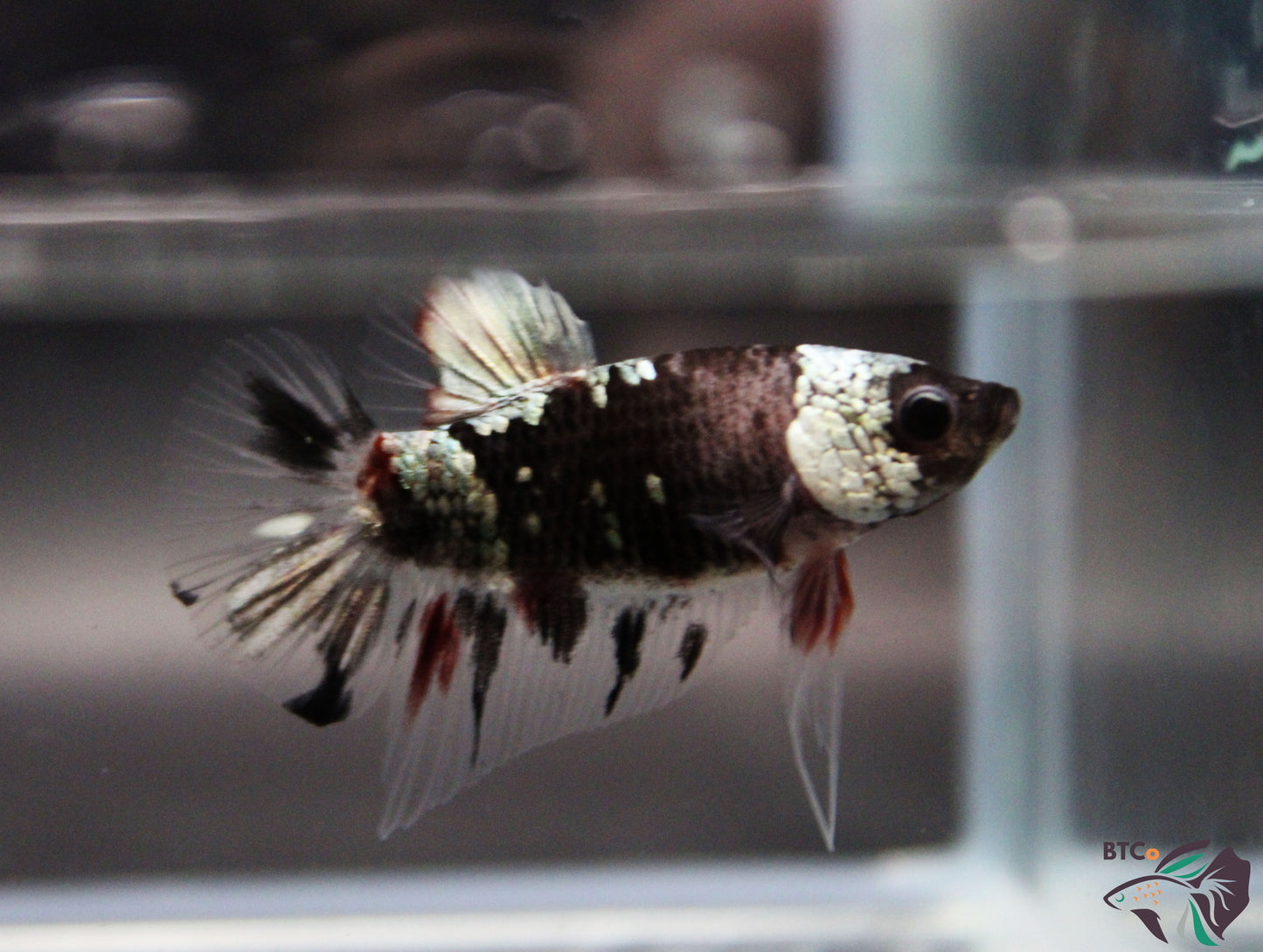 Forrest - Betta Plakat Male - Black and Copper Galaxy