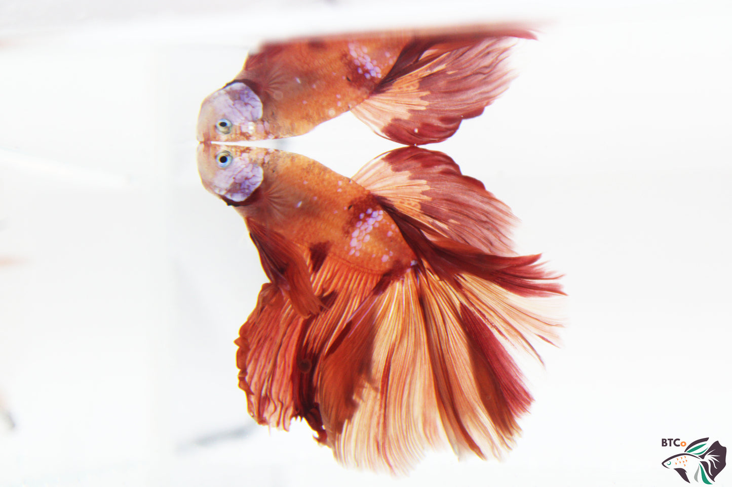 Jack - Over-Halfmoon Male - Nemo Koi XL