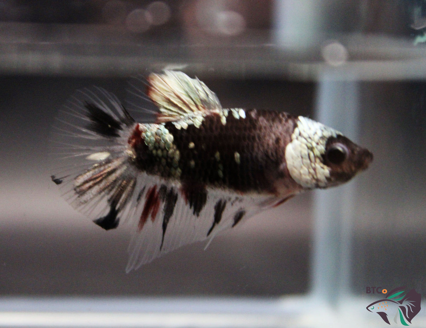Forrest - Betta Plakat Male - Black and Copper Galaxy