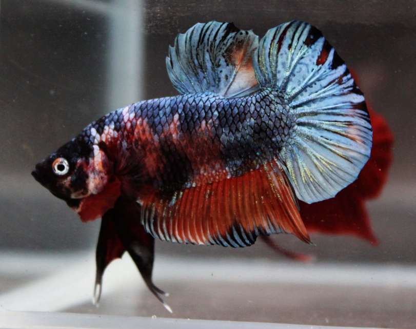 Cotton candy betta top fish